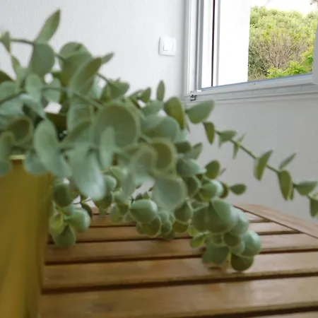 Lux Lariva, Center Of * Split